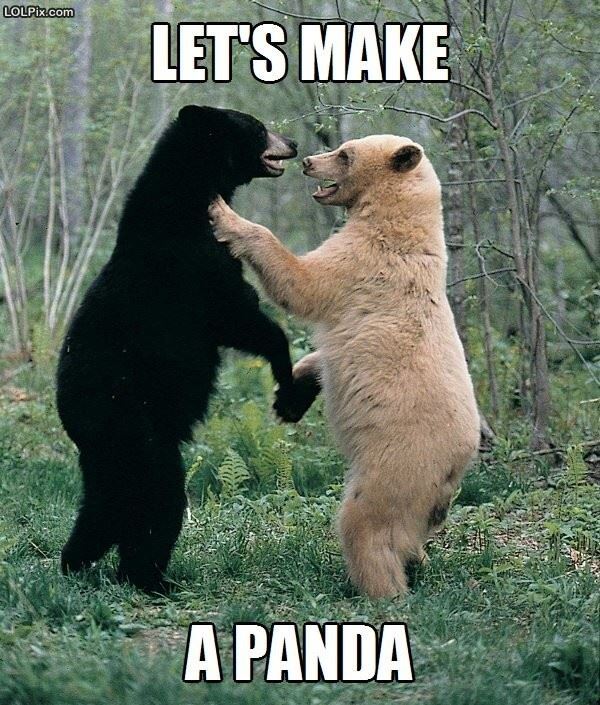 Let's make a panda - Panda, Humor, Funny animals