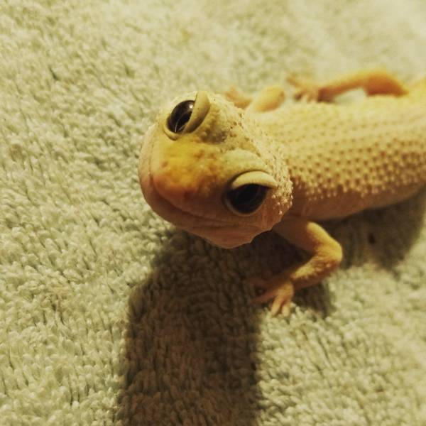 Smile. Gecko. - Smile, , Gecko