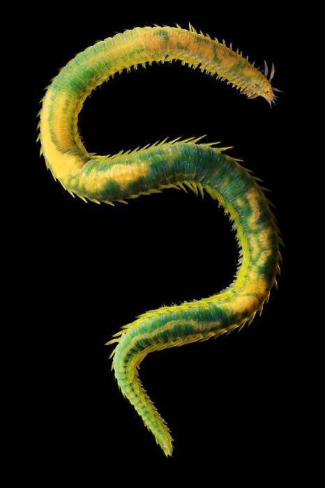 Sea worms. - Worm, Sea, The photo, Interesting, Zanamiclub, Longpost