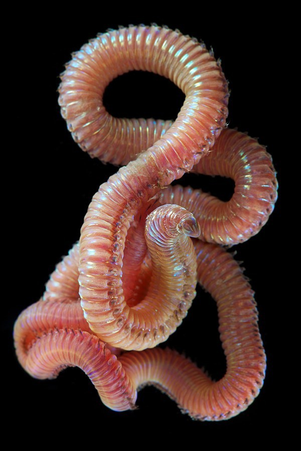 Sea worms. - Worm, Sea, The photo, Interesting, Zanamiclub, Longpost