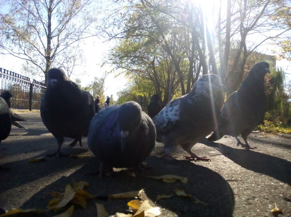 park pigeons - My, Pigeon, Nature, Autumn, The photo, Nature photo