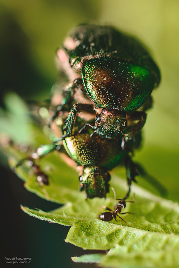 Совсем совесть потеряли - Моё, Макро, Жуки, Муравьи, Nikon, Macro, Фотография, Макросъемка