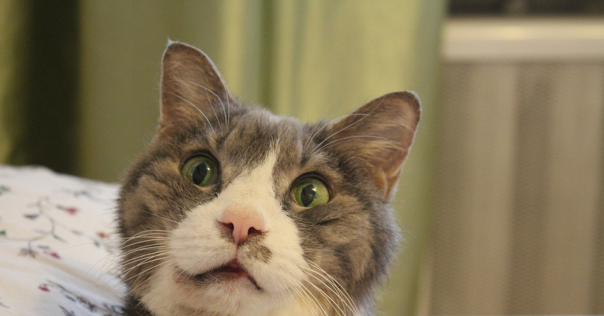 Кошка удивлена. Кот в шоке. Кот удивление. Изумленный кот. Удивленный взгляд кота.
