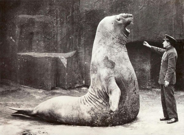 Elephant seal Goliath, Zoo Vincennes, Paris, 1936 - The photo, Elephant seal, 1936, France