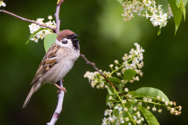Field sparrow - My, My, Sparrow, The photo, Canon 60d, Photo hunting, Bird watching, Longpost