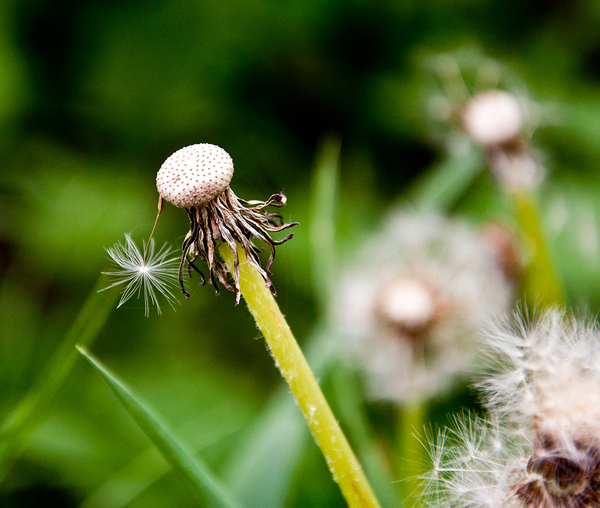 last... - Flowers, Close-up, Dandelion, My, Nature, The photo