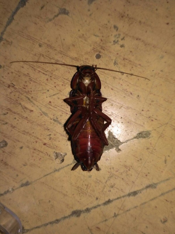 Cockroach or not? - Entomology, Insects, Longpost, Cockroaches