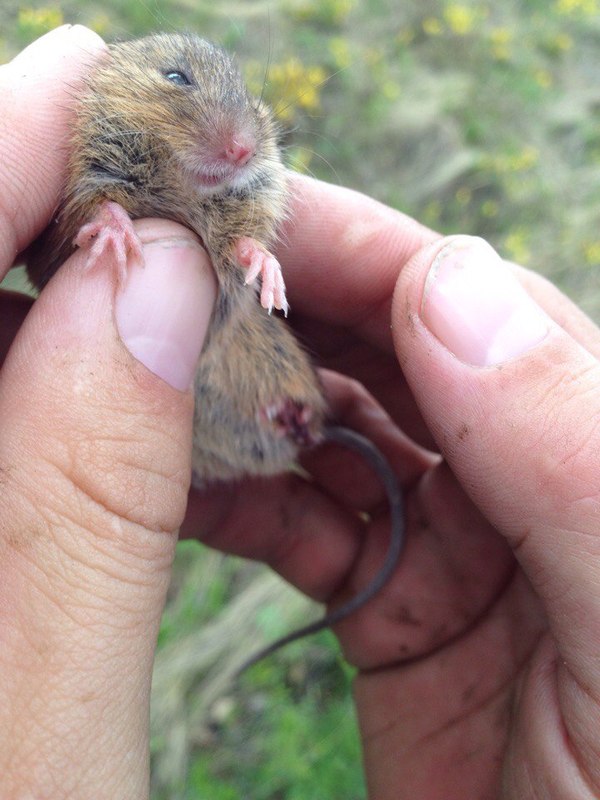 Happy vole loves petting - My, Vole, Nature