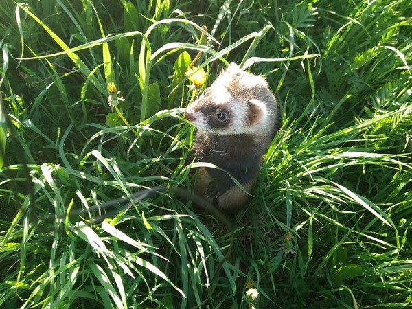 Ferret Horya (yes, my fantasy of names is great) on a walk take a picture of the type I'm a meerkat - My, Milota, Ferret