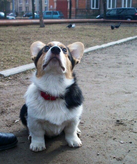 Biscuit - Corgi, Dog, Pet, Pets