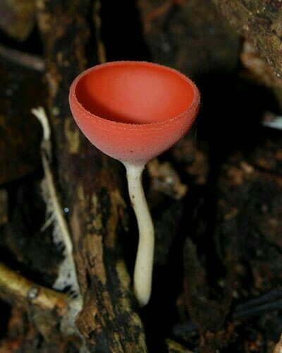 The wonderful world of mushrooms - Mushrooms, Nature, beauty, The photo, Longpost, A selection