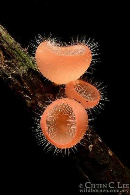 The wonderful world of mushrooms - Mushrooms, Nature, beauty, The photo, Longpost, A selection