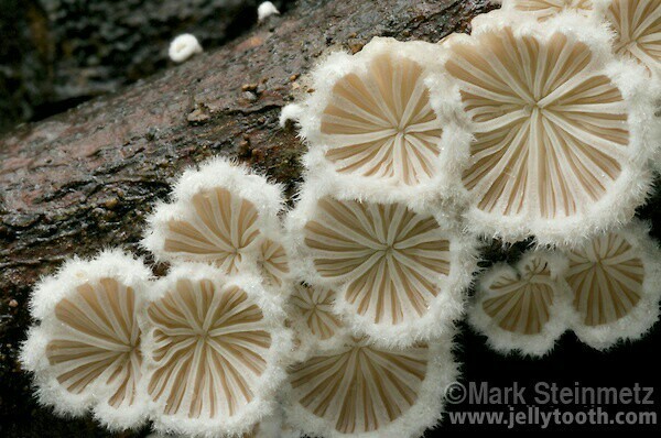 The wonderful world of mushrooms - Mushrooms, Nature, beauty, The photo, Longpost, A selection