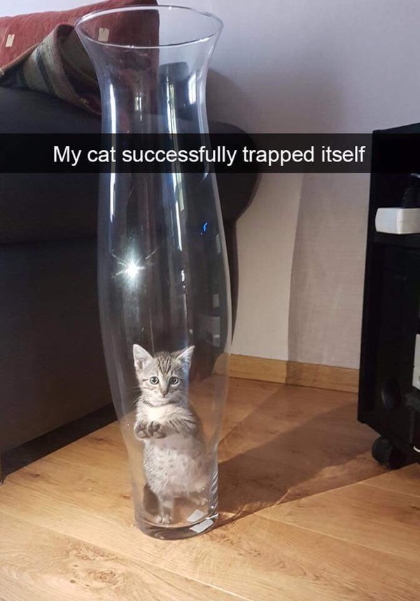My cat successfully caught himself - Trap, Picture with text, cat