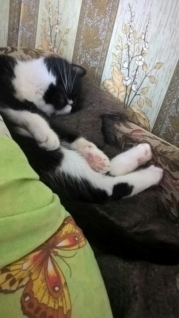 The cat is sleeping - My, cat, Dream