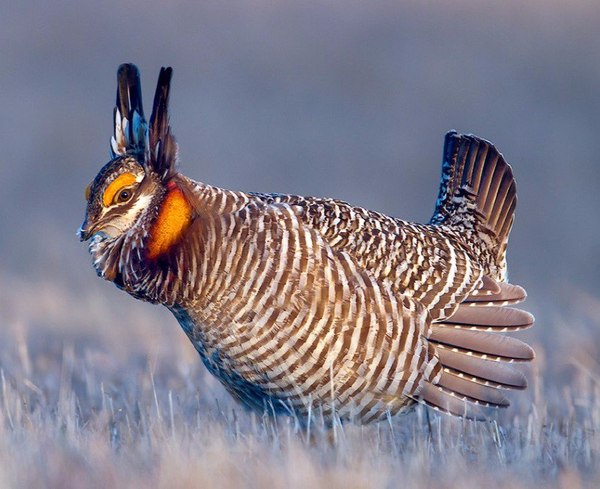 Show off - Nature, Blackcock, Feathers, Beak