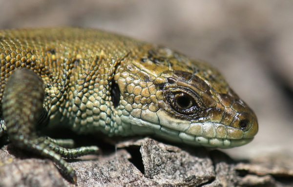 Вопрос к пользователям пикабу - Моё, Ящерица прыткая, Lacerta agilis, Домашние животные, Вопрос, Моё, Пост