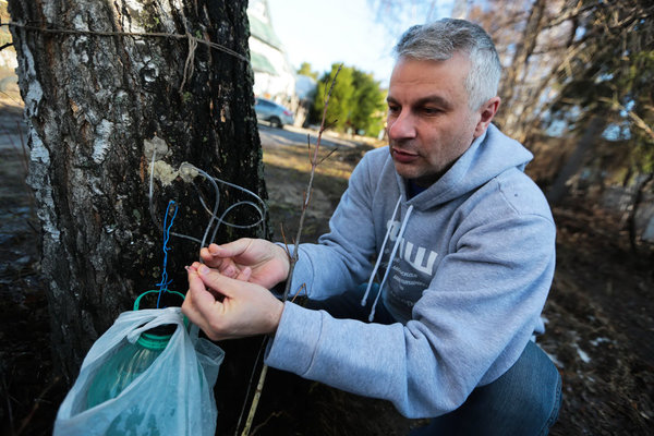 Transfusion of birch sap - Birch juice, Russian newspaper, Transfusion, Novosibirsk