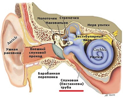 Gymnastics and massage for the auditory tubes with tubo-otitis / eustachitis - My, Hearing, Ears, Hearing aid, Hearing loss, Health, Text