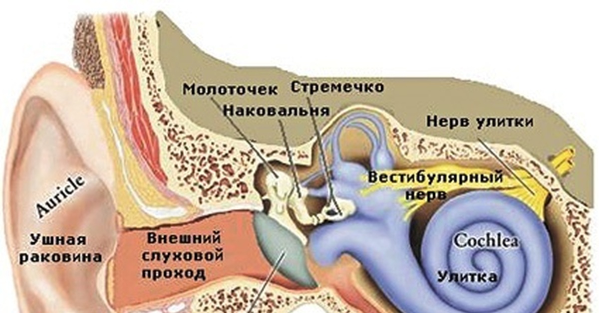 Внутреннее ухо давление. Строение слухового аппарата человека. Слуховой анализатор. Слуховой аппарат человека анатомия. Орган слуха находится в.