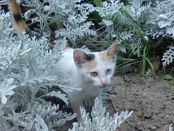 Разноцветный котейка) - Моё, Гетерохромия, Уличный котёнок, Цветной кот, Длиннопост, Кот