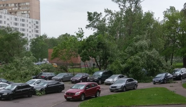 Never park cars under trees - My, Moscow, Hurricane