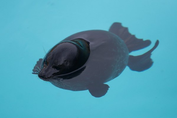 Small fish - Seal, Seal of love, Seal League