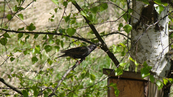 Starlings - My, Birdhouse, Starling