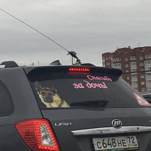 I didn't understand something... - Tyumen, Dog, Auto, Alexey Panin