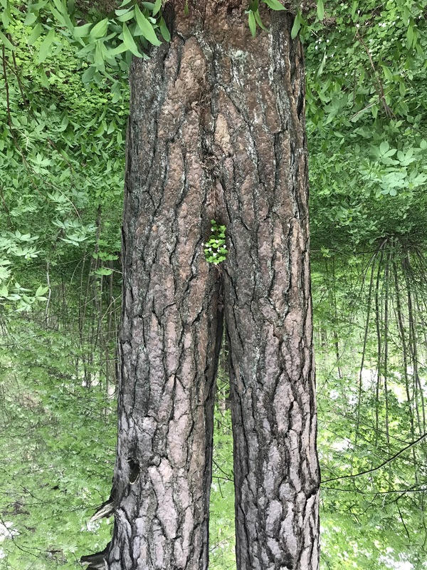 Meanwhile somewhere in Japan - Japan, My, Tree, 60th