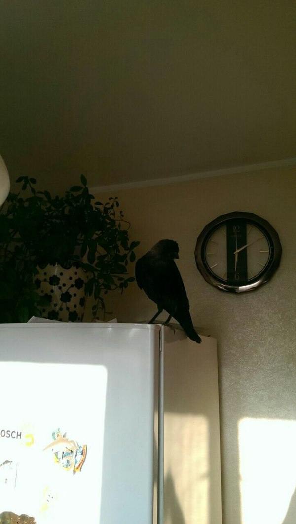 Close the window when you leave for work! - Jackdaw, Birds, My, Window leaf, Pogrom