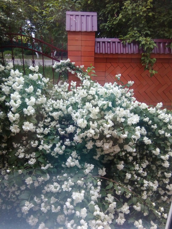 Great view from my window. - My, Jasmine, Summer, Outside the window, Flowers