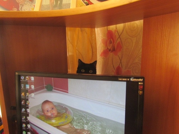 Find the cat in the photo))) - My, cat, Pet, Eyes, Pets