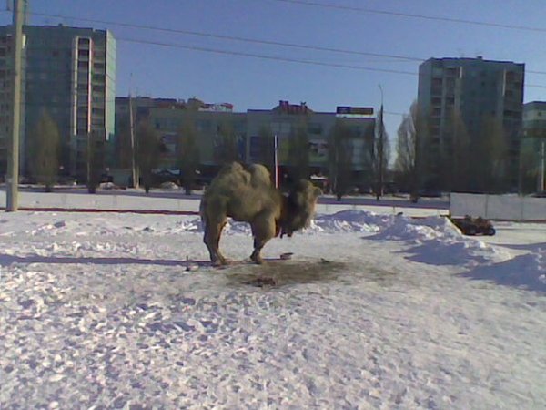 Unexpected camel - My, Camels, Iddqd, Samara