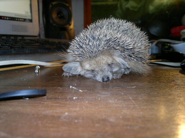 Healing a holey hedgehog - My, Eared hedgehog, Hedgehog, Longpost, , The photo, Nature