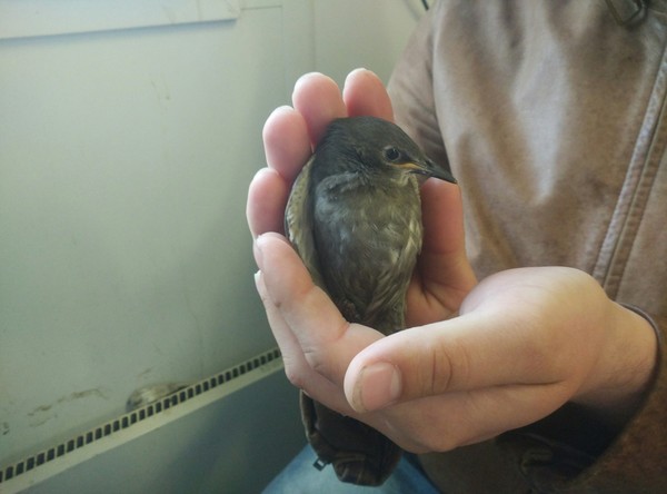 Help identify the bird. - Kaliningrad region, What kind of bird?, Help