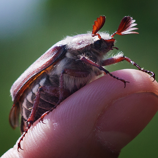 May baby - My, Pot-bellied trifle, Chafer, The photo, Insects, Canon