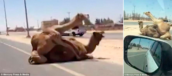 Mating camels create traffic jam in UAE - Camels, Sex, Traffic jams, UAE, Video