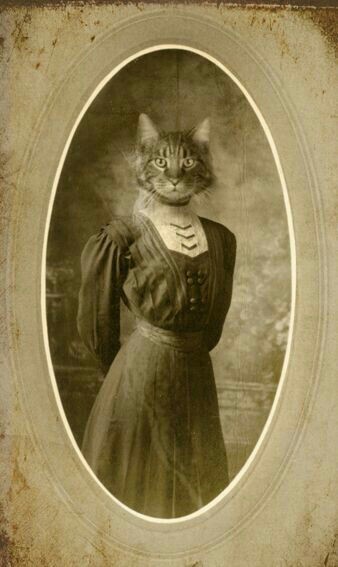 Retro cats - Cats are like people, Not photoshop, The photo, Longpost, cat