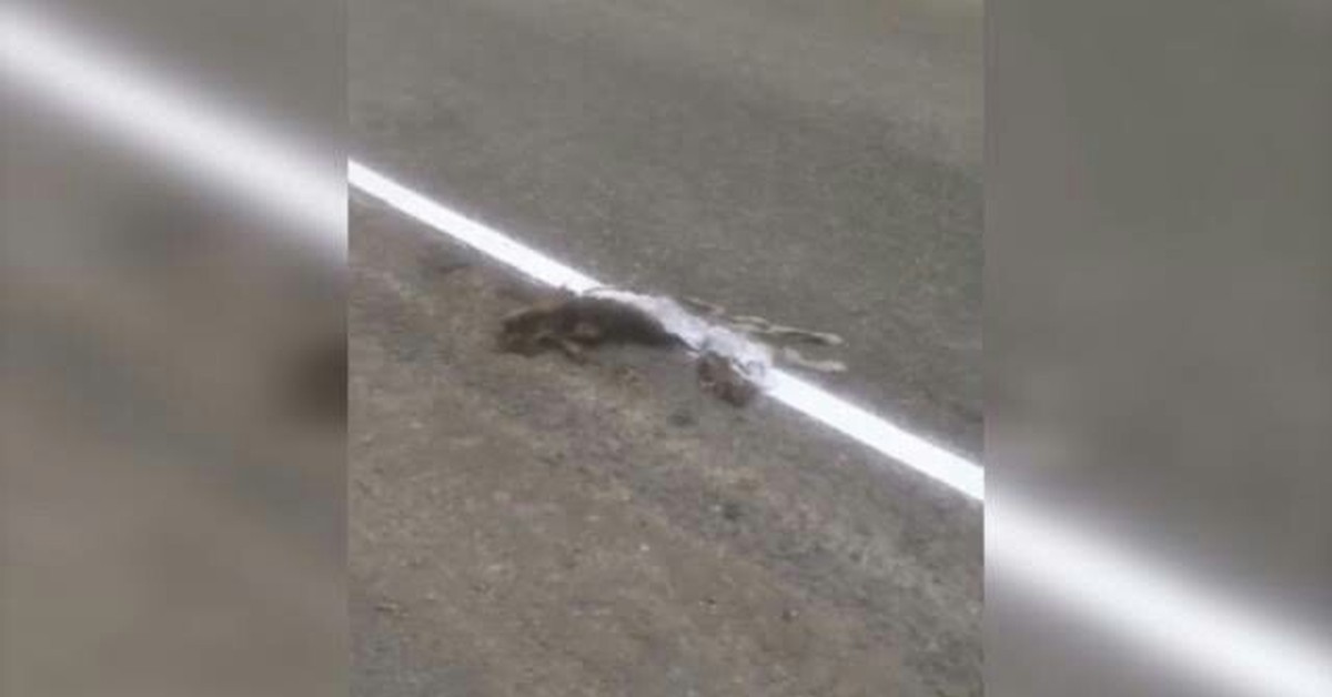 Сбитые кошки на дороге