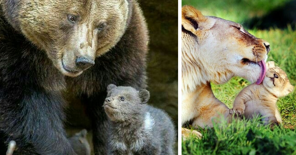 Животные родители. Батек животные. Животные Детеныши и их родители. Животные мамы и папы.