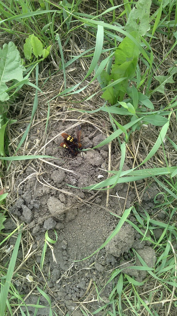 League of All-knowing, what is this insect? - My, Insects, Dangerous insects, Краснодарский Край, Longpost