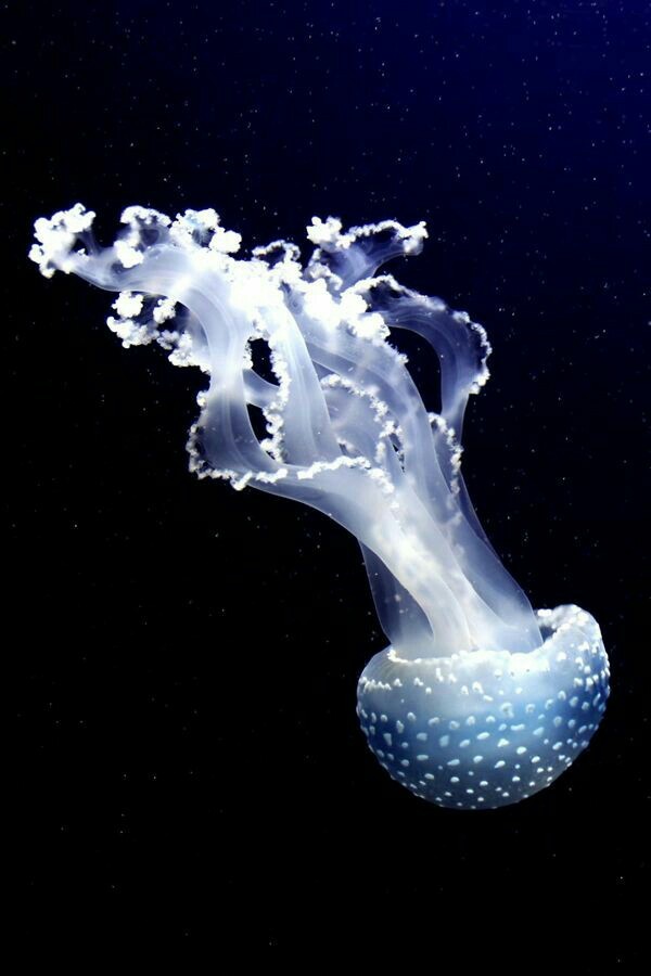 Sea world 1 - Underwater world, Jellyfish, The photo, Longpost