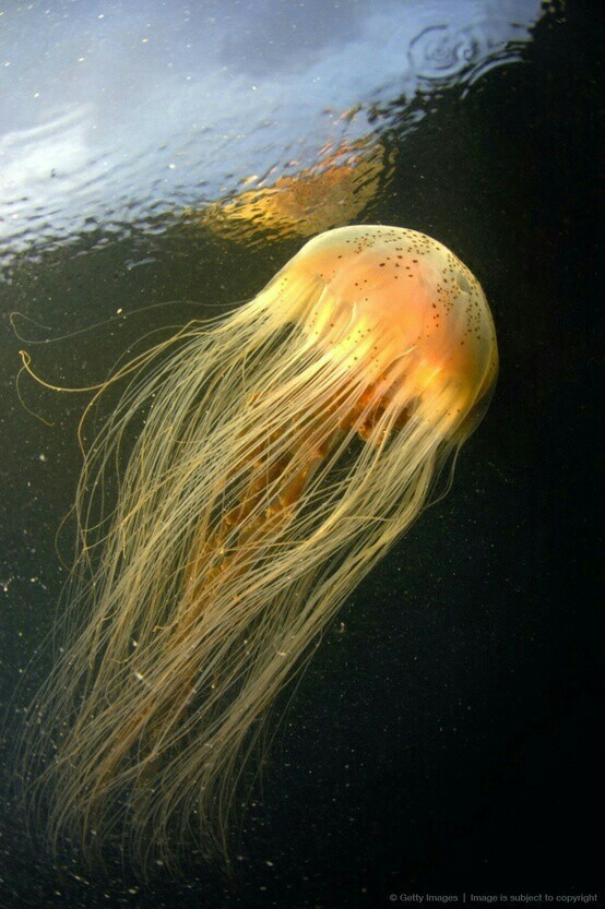 Sea world 1 - Underwater world, Jellyfish, The photo, Longpost