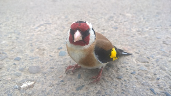 Angry bird - My, The photo, Birds, Lumia 640