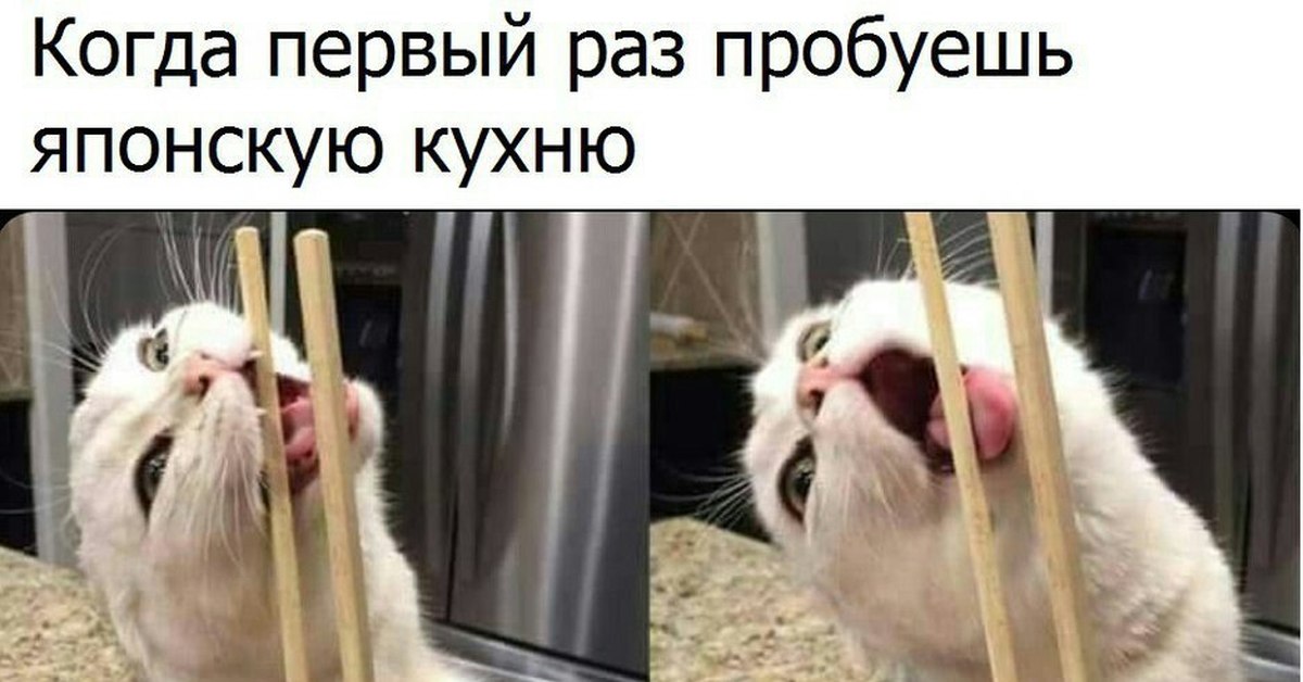 В следующий раз попробую. Роллы прикол. Роллы смешные картинки. Кот есть суши палочками. Кот ест роллы палочками.