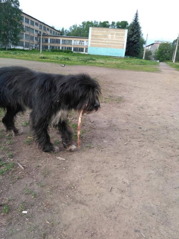 Novokuznetsk. - Dog, Dog, Help, In good hands, Novokuznetsk, Longpost, Helping animals