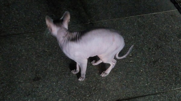 Bald guest - My, cat, A loss, Abandoned kitten, Animals