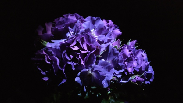 Rose Rhapsody in Blue. - My, the Rose, Night, The photo