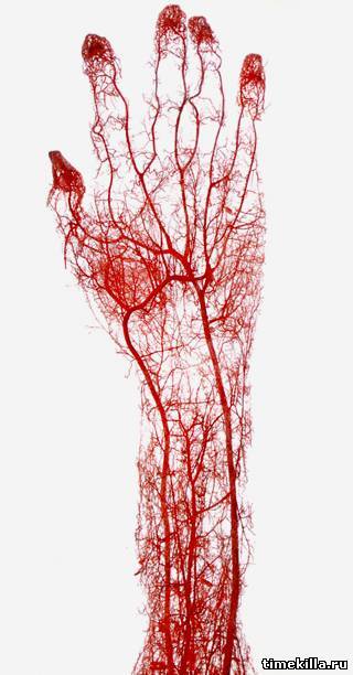 Vascular bed of the hand. - Hand, Blood vessels